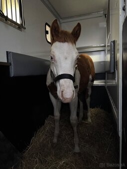 Preprava koní - K2HORSESTAXI.sk - 3