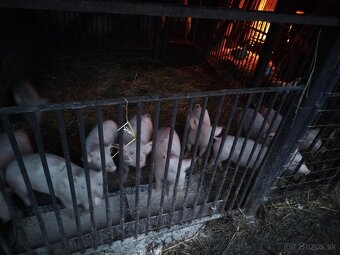 Predám odstavčatá - 3