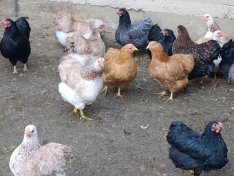 Zdrobnelá wyandotka - 3