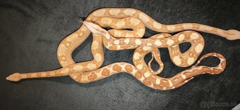 Predam velhad kralovsky - 3