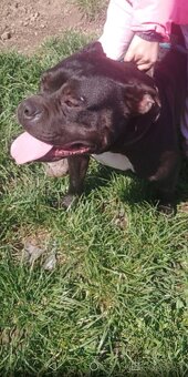 American BULLY fenka - 3