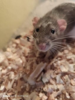 Darujem dospelé Dumbo potkany - 3