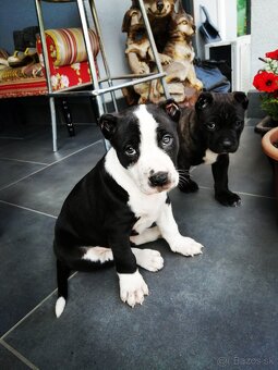 American Bully XL, šteniatka 8 týždňov - 3