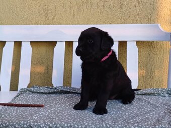 Labrador s PP žlté a čierne šteniatka - 3