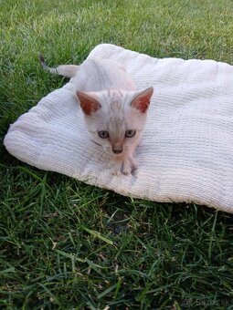 bengal bengalska macka bengalske maciatka - 3