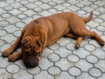 ▶️ SHAR-PEI - 3