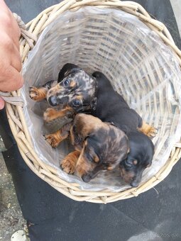 Jazvečík trpasličí - merle - 3