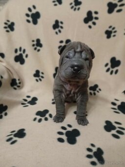 Shar-pei, Šarpej - štěňátka s PP - 3