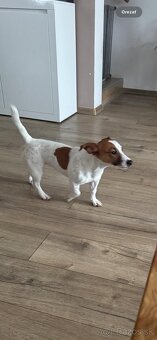Predám šteniatko Jack Russel - 3