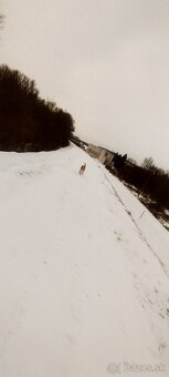 Darujem psa (Darvin) - 3