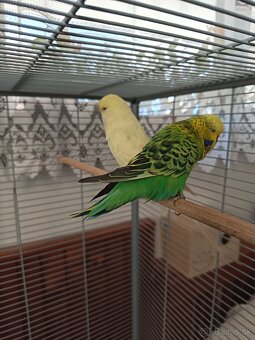 Výstavné Andúlky - 3