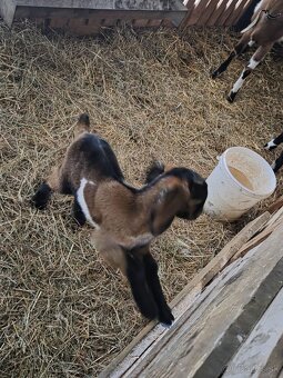 anglonubijsky cap - 3