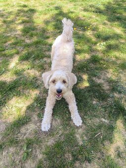 Maltipoo - 3