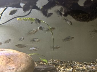 Parachromis Managuensis - 3
