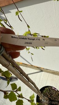 Breza previsnutá Youngii 160 cm - 3