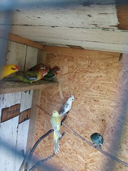 Pevný krúžok r.25.Rim.Sobota. - 3