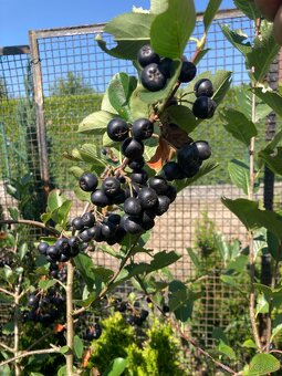 Aronia melanocarpa čiernoplodá kričkova forma - 3