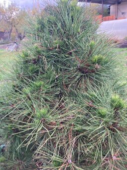 Borovica zakrslá, zakrpatená.Výška 150 cm. - 3