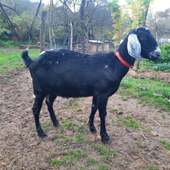 100% Anglonubijska kozička pripustená - 3