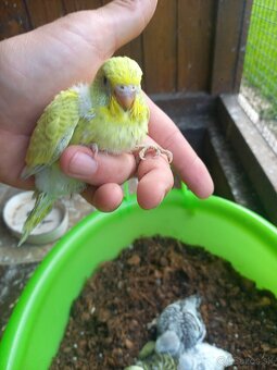 Predam andulky mlade vonkajsi chov - 3