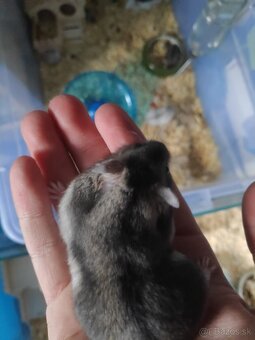 Škrečok Džungársky - 3