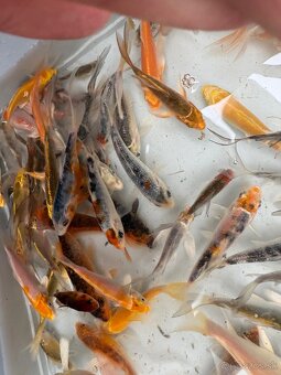 Buterfly koi ,Japonské koi kapre - 3