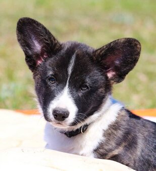 Welsh corgi cardigan štěňata - 3