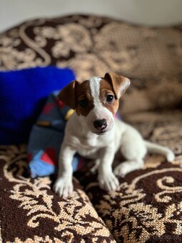 Jack russel - 3