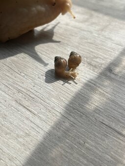 Africké slimáky/ Achatina žravá / Lissachatina fulica - 3
