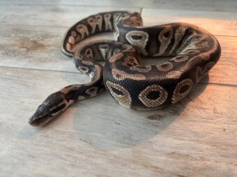 Python regius - 3