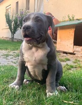 American Bully XL, Americký stafordšírský teriér, - 3