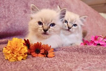 Ragdoll - 3