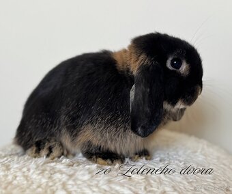 🎃🧡 minilop králiky🎃🧡 s vp - 3