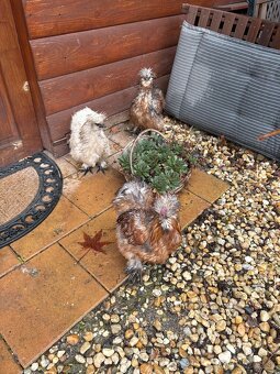 Hodvabnicky 2 sliepky a 1 kohut - 3