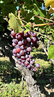 Záhradný domček s vinohradom - 3