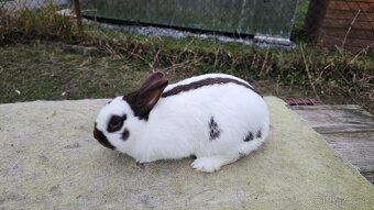 Zdrobnený strakáč havana samček - 3