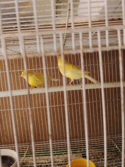 Predám kanariky - 3