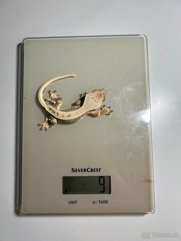 Mladé pagekony riasnaté - 3