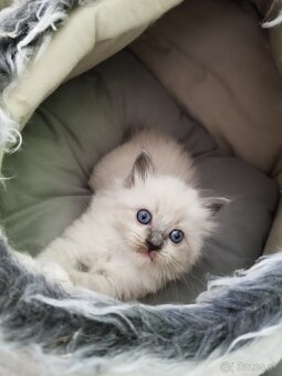 Ragdoll - 3