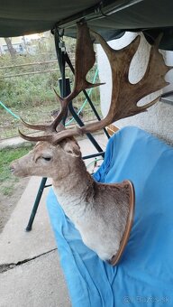 Predám krásny preparát Daniela. Parožie,zhody, trofeje - 3