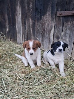 Darujem šteniatka - 3