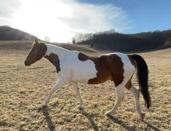 Perspektívna kobyla ST do chovu/športu - 3