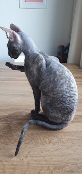 Cornish rex s PP - 3