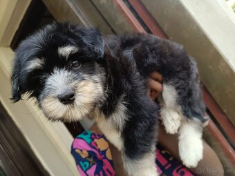 Krásne šteniatka Lhasa Apso. - 3