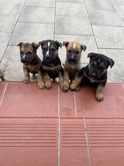 Predám Šteniatka - 3