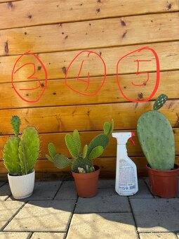 Opuncia / Figový kaktus - 3