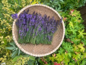 Levandulova tinktura a roll on olej - 3