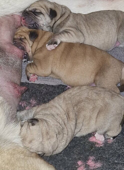 Španielsky mastin - kluci s PP - 3