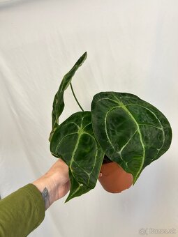 Anthurium Forgetii - 3