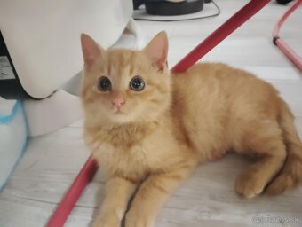 Darujem mačiatka - 3